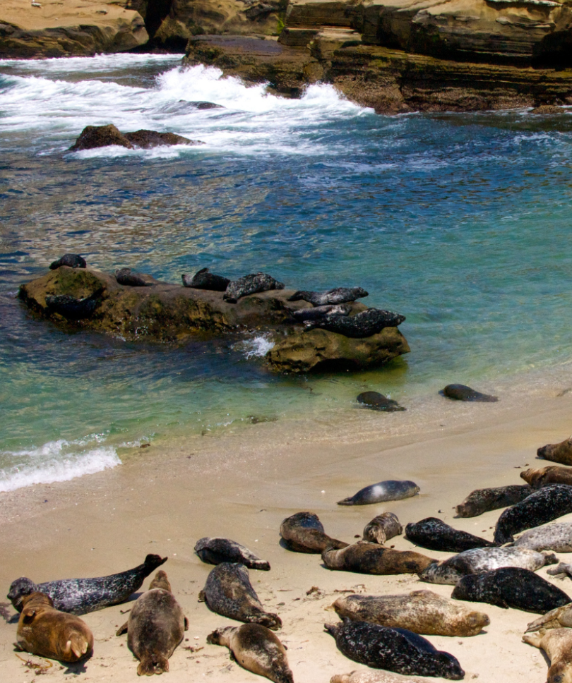 STARTING-FROM-8.5-×-11-in-1