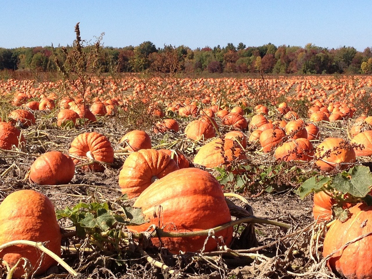 pumpkins-g73e3f85d1_1280
